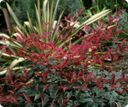 Nandina liners