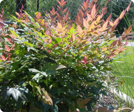 Nandina domestica ‘Gulf Stream’