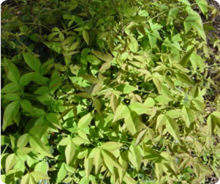 Nandina young plants