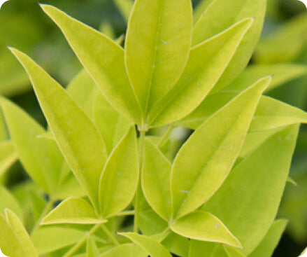 Nandina liners