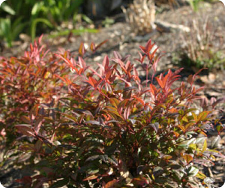 Nandina young plants