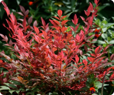 Nandina domestica ‘SEIKA’ Obsession Nandina P.P. # 21,891