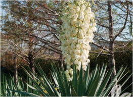 Yucca Pendula