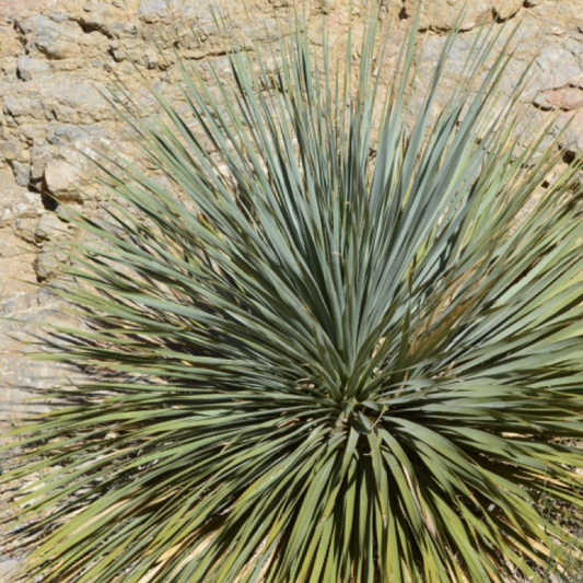 Yucca liners