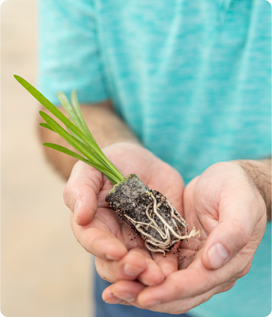 How to care for and grow Agapanthus young plants